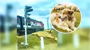 Un tren arrolla a un rebaño de ovejas y al perro pastor que trataba de salvar sus vidas