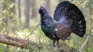 Científicos españoles descubren la presencia de medicamentos veterinarios en bosques donde habita el urogallo pirenaico