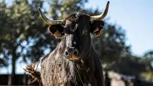 Una vaca ataca y mata a un cazador de 63 años en un pueblo de Madrid