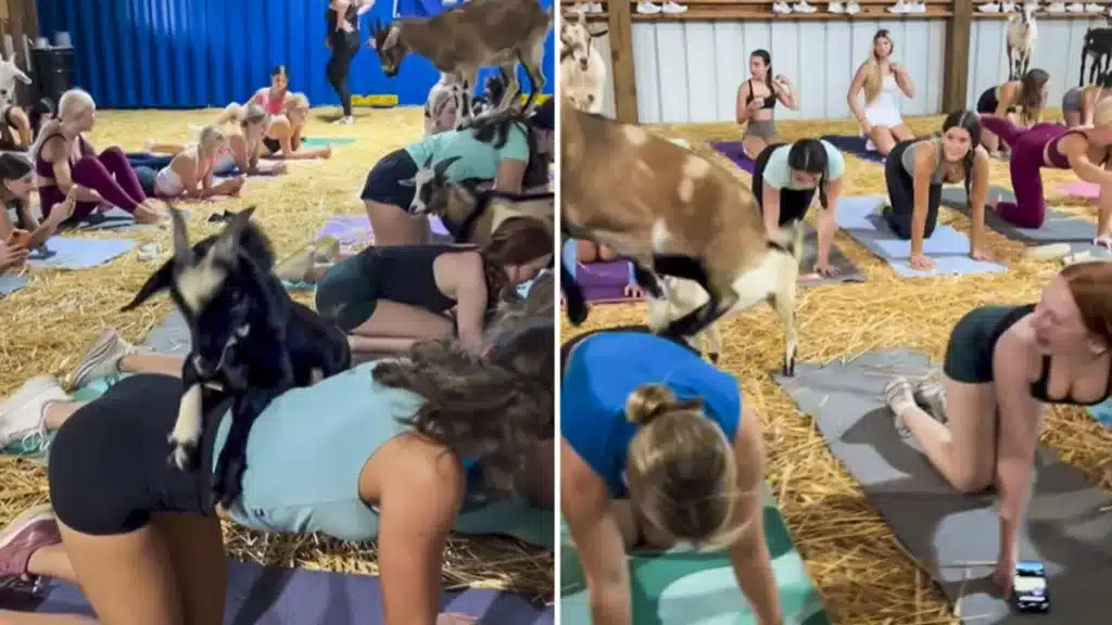 Un grupo de mujeres practica yoga con cabras encima.