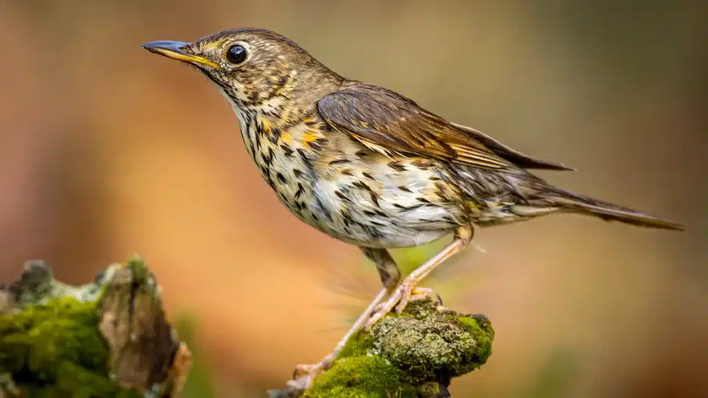 La recogida nocturna de aceituna que mataba a miles de zorzales se prohíbe un año más en Andalucía