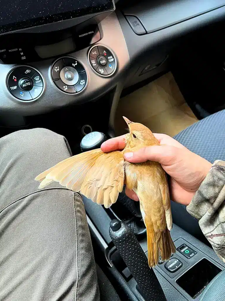 Un cazador capturó un zorzal rubio en Huelva.