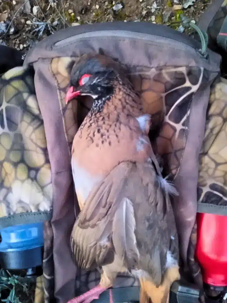 Un cazador captura un ejemplar único de perdiz roja.