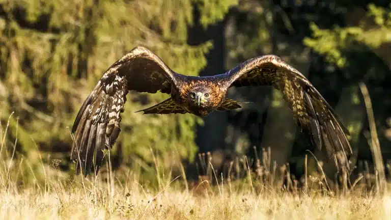 Águila real ataca cachorros lobo estudio