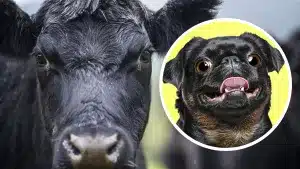 Un animalista confunde una vaca con un perro