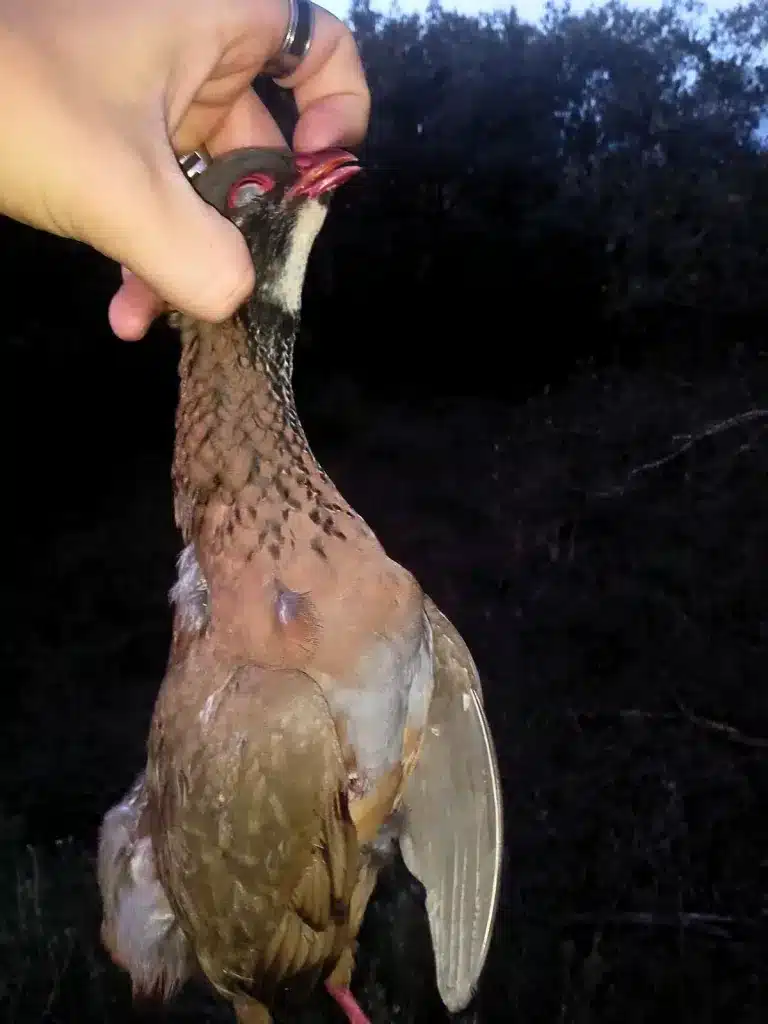 Un cazador captura un ejemplar único de perdiz roja.