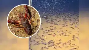 Este es el paraíso de cualquier aficionado a la pesca de cangrejos de río