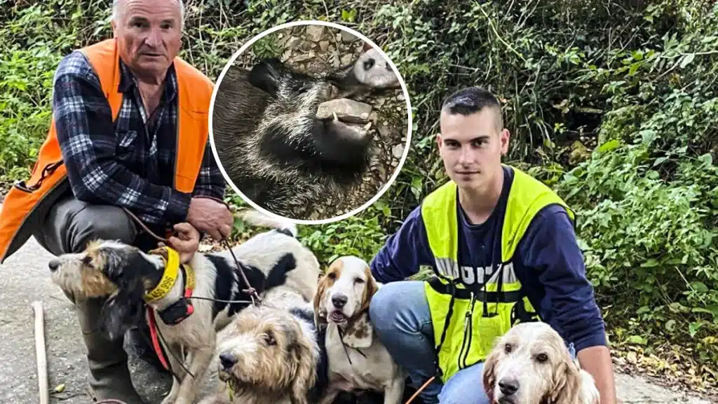 Cazador herido jabalí Asturias