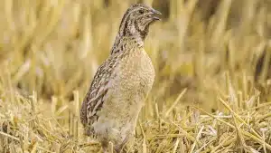 El MAPA anuncia que no apoyará la moratoria a la caza de la codorniz y el zorzal alirrojo