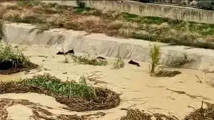 El desembalse del Limonero arrastró a cinco jabalíes en Málaga.