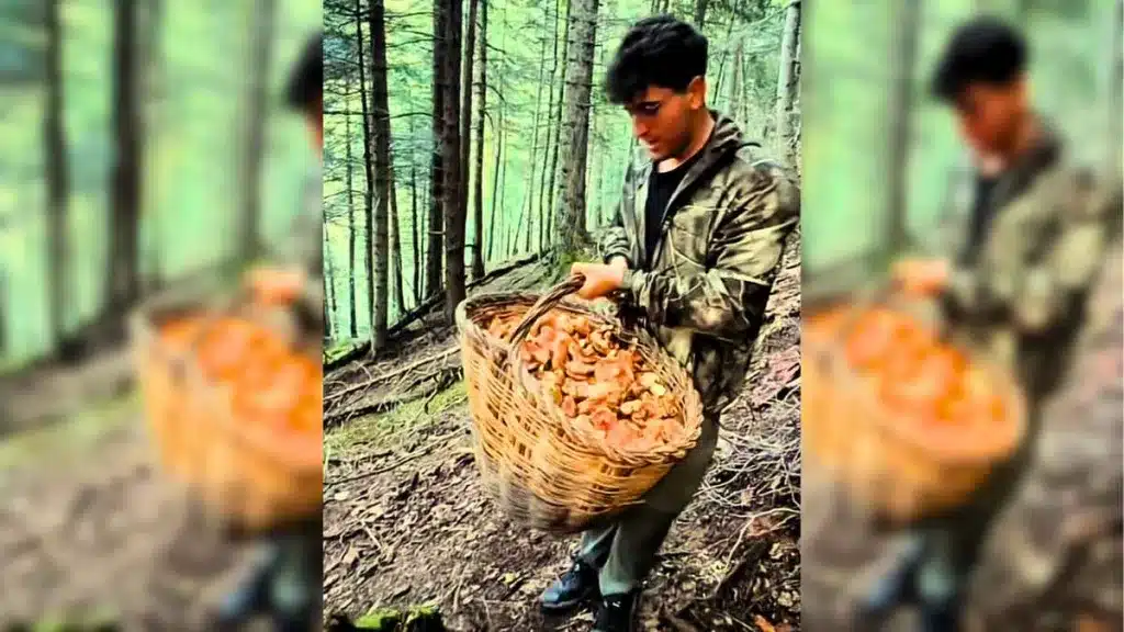 Dos jóvenes recolectaron 40 kilos de setas.