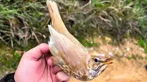 Un cazador capturó un zorzal rubio en Huelva.