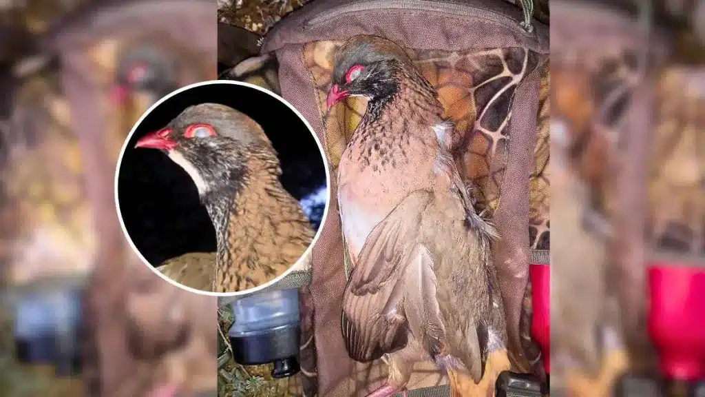 Un cazador captura un ejemplar único de perdiz roja.