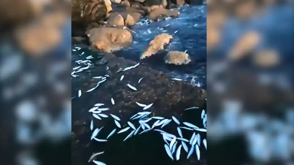 Sardinas saltaron del agua en Málaga.