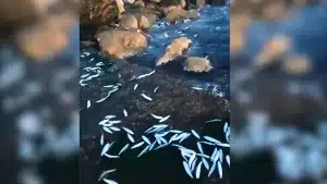 Sardinas saltaron del agua en Málaga.