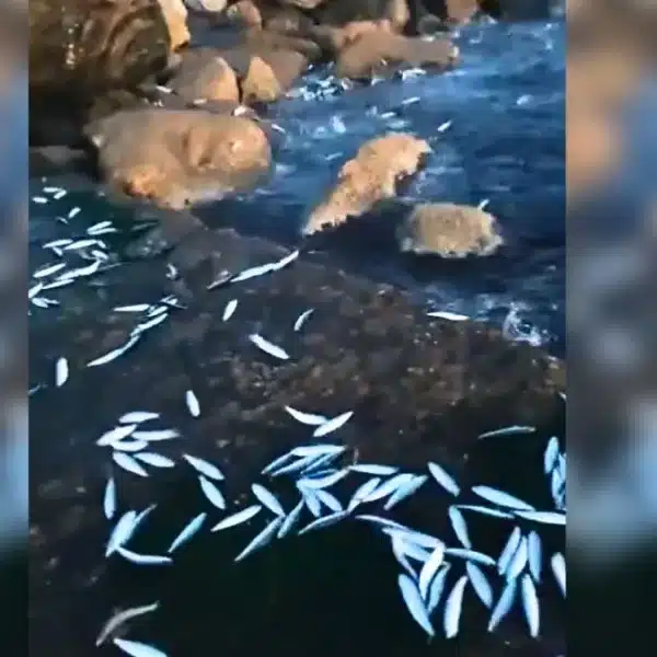 Sardinas saltaron del agua en Málaga.