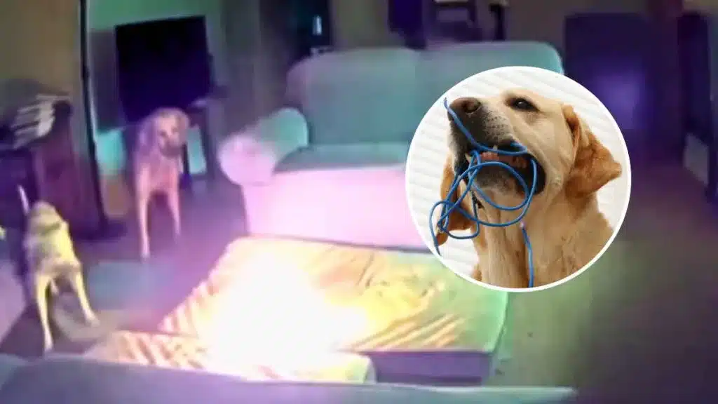 Adiestrador canino explica con qué objetos podría un perro provocar un incendio en casa.