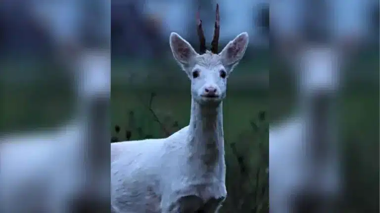 Un cazador se encuentra con un corzo blanco.