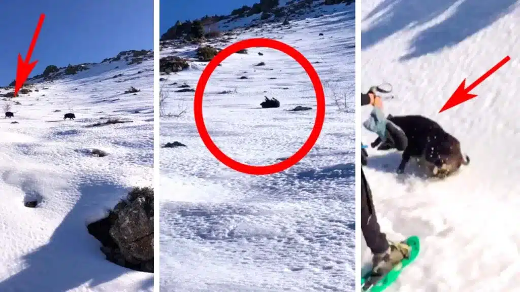 Un jabalí resbala en la nieve y acaba atacando a los dos esquiadores que lo grababan