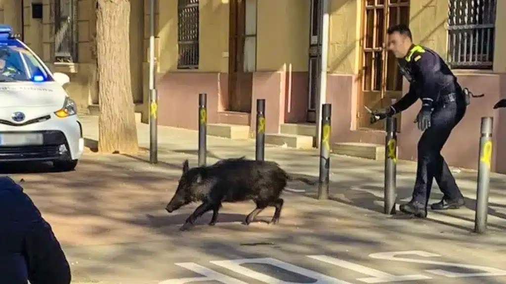 jabalí Barcelona