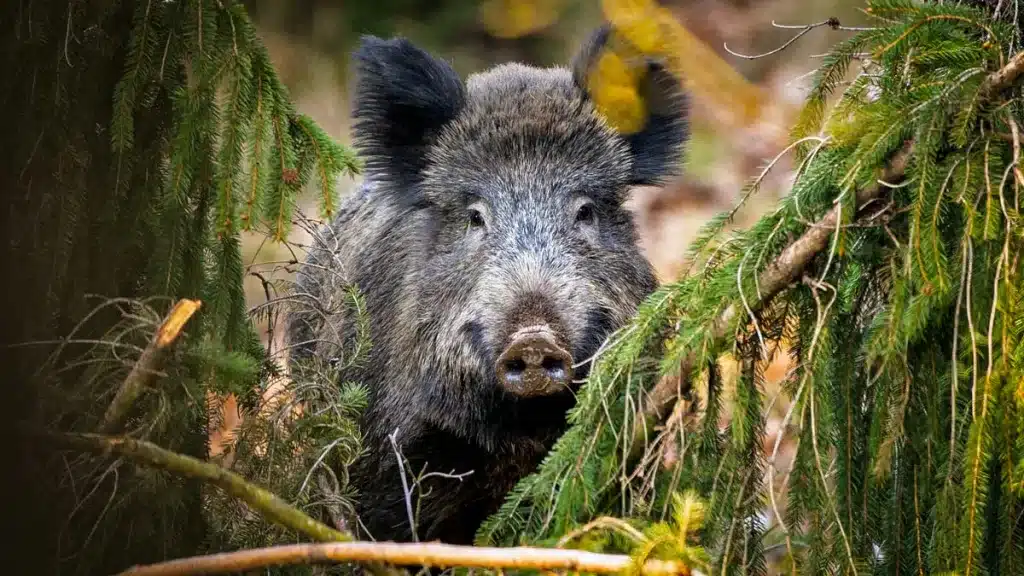 Capturan un jabalí, le ponen un GPS y descubren su mejor secreto: cómo logra evitar a los cazadores