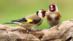 jilgueros silvestrismo