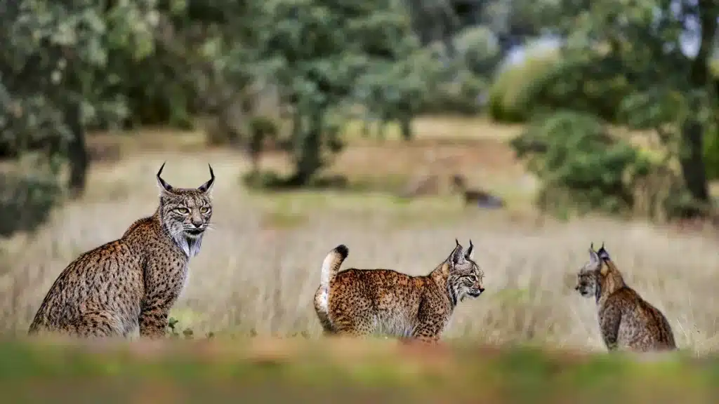 Castilla-La Mancha reconoce la implicación de los cazadores andaluces en la conservación del lince ibérico