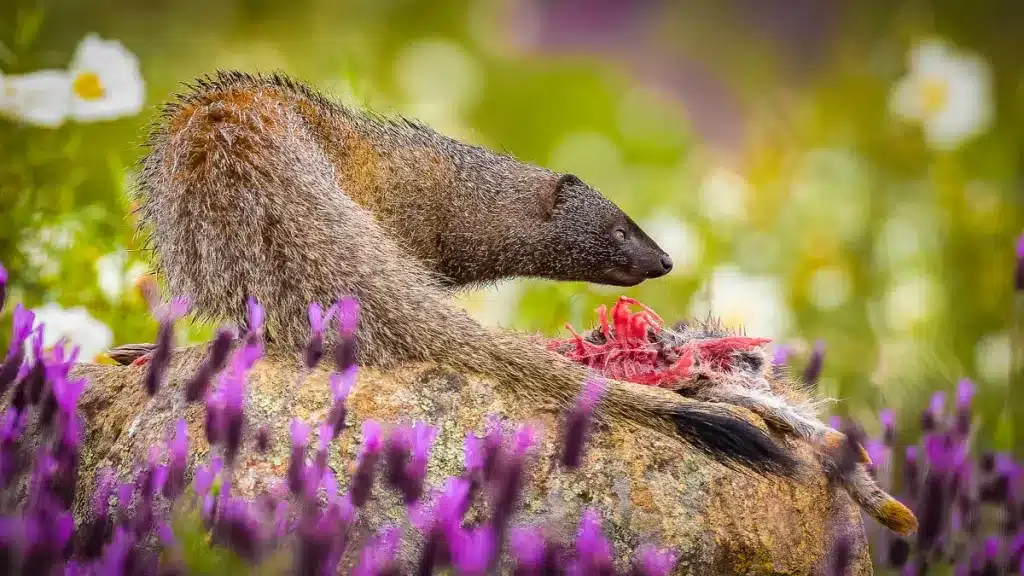 Meloncillo comiendo un conejo.