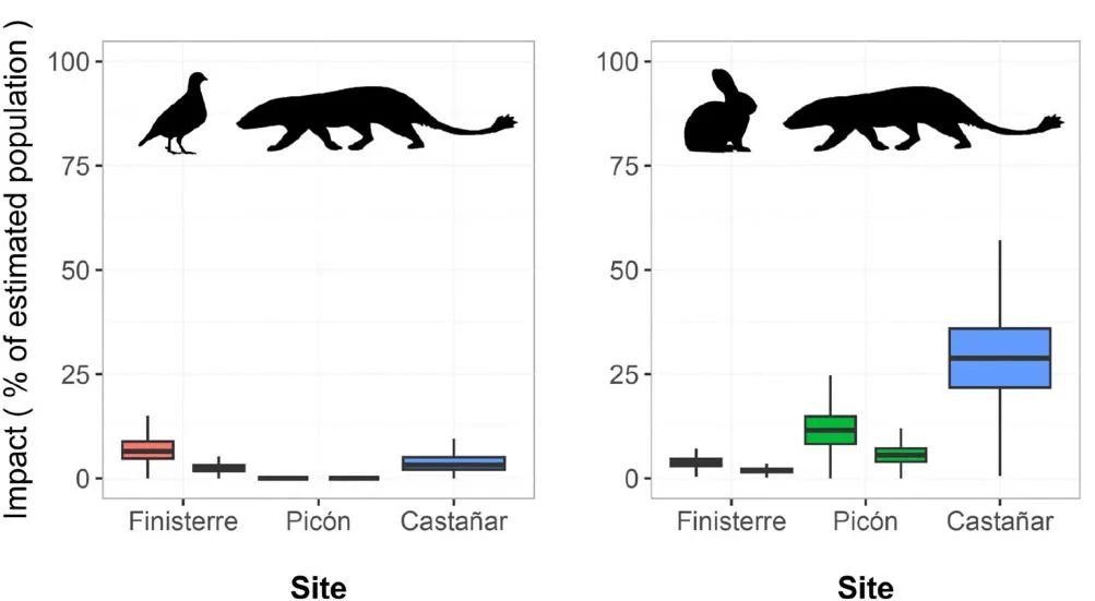 Estimas del impacto de depredación del meloncillo sobre las poblaciones de perdiz roja (izquierda) y conejo (derecha) en tres áreas de Castilla-La Mancha y dos periodos en cada área.
