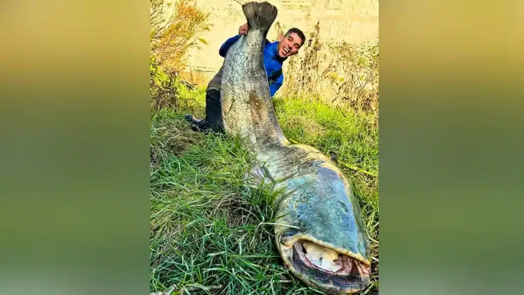 Elpescador con el enorme siluro.