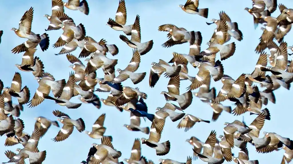 palomas-torcaces