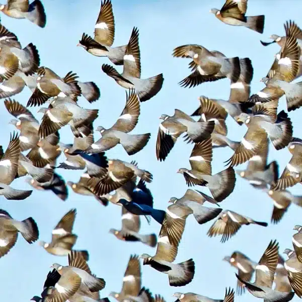 palomas-torcaces