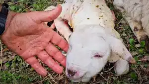 El pastor junto con la oveja y el pequeño cordero.