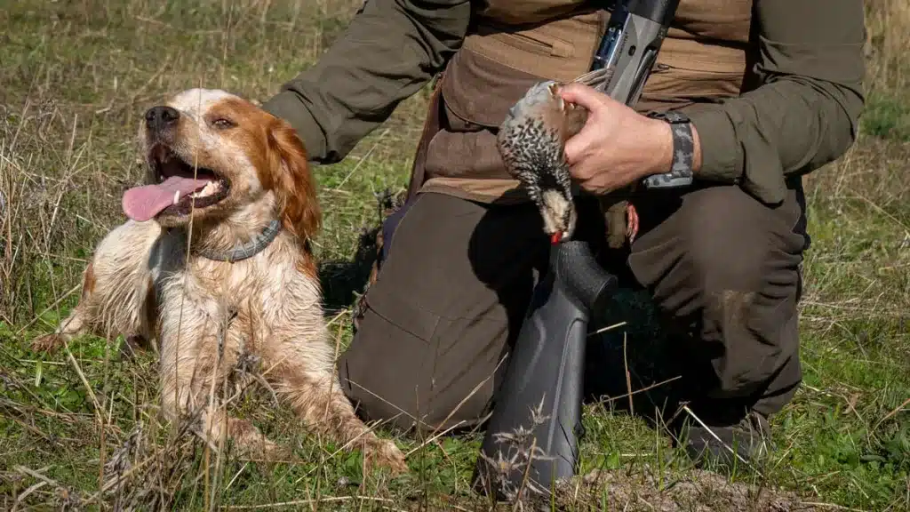 Multan con casi 2.000 euros a un cazador de Soria por abatir dos perdices y no registrarlas bien en una app