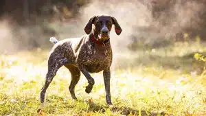 La Comunidad de Madrid prepara una ley que permitiría el corte de orejas y rabo a perros de caza