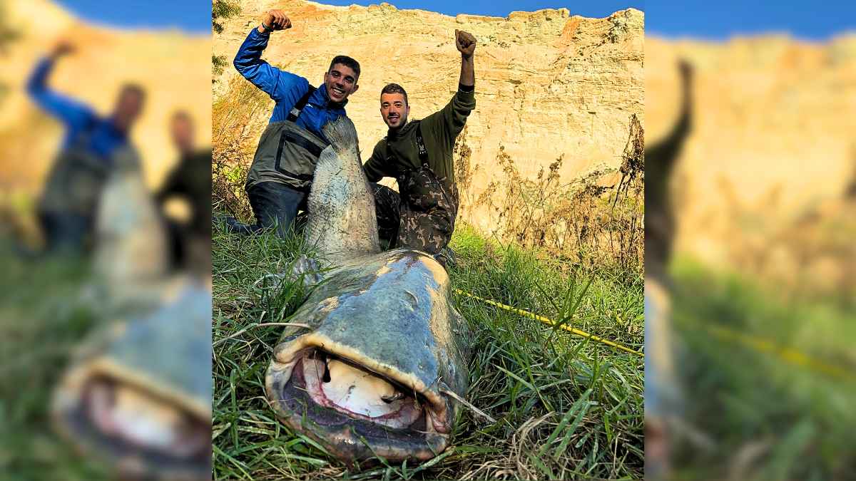 Dos jóvenes capturaron un siluro de 85 kilos en Zaragoza.