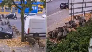 Graban una treintena de jabalíes deambulando por el centro de Berlín