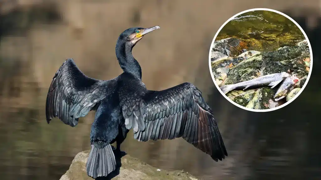 Asturias autoriza el control del cormorán grande para frenar sus daños a las poblaciones de salmón