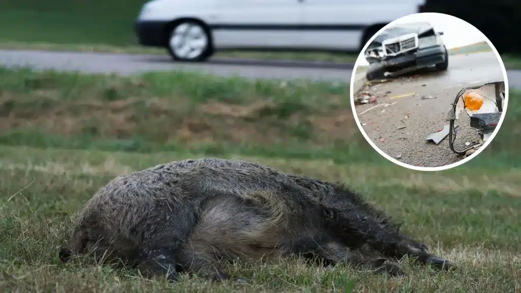 Los accidentes de tráfico con jabalíes dejan dos fallecidos y un herido en una trágica semana en Madrid