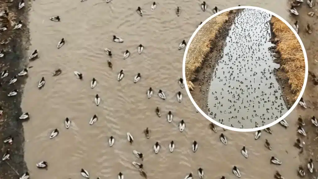 Este es el paraíso de cualquier aficionado a la caza de acuáticas