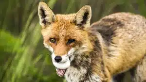 Un estudio descubre lo que nuestros mayores ya sabían: los depredadores están detrás del declive de las aves que anidan en el suelo