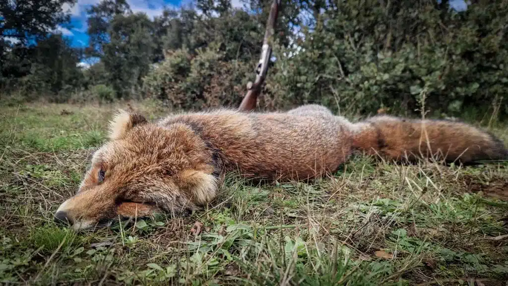 El zorro sin orejas.