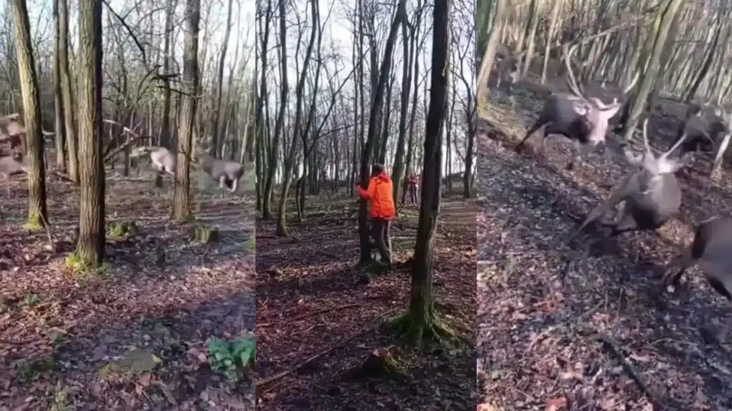 Cinco cazadores, obligados a esconderse tras varios árboles frente a un auténtico ejército de ciervos