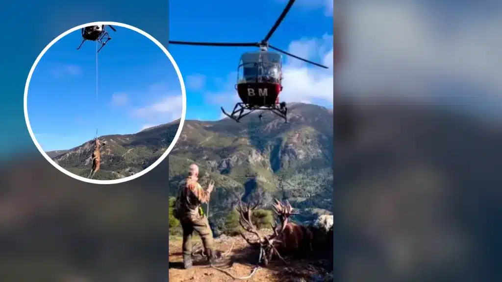 Un cobro a lo grande: un helicóptero saca de lo más profundo del monte un enorme ciervo