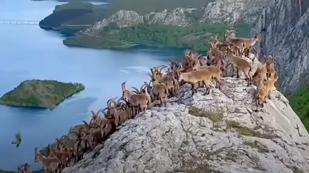 Un montañero se topa frente a frente con un interminable rebaño de machos monteses