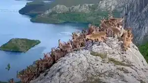 Un montañero se topa frente a frente con un interminable rebaño de machos monteses