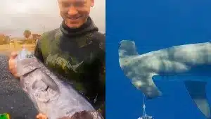 Un experto en pesca submarina explica su truco para enfrentarse a los tiburones