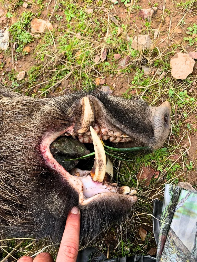 Un cazador abatió a dos grandes ejemplares de jabalí en un día.