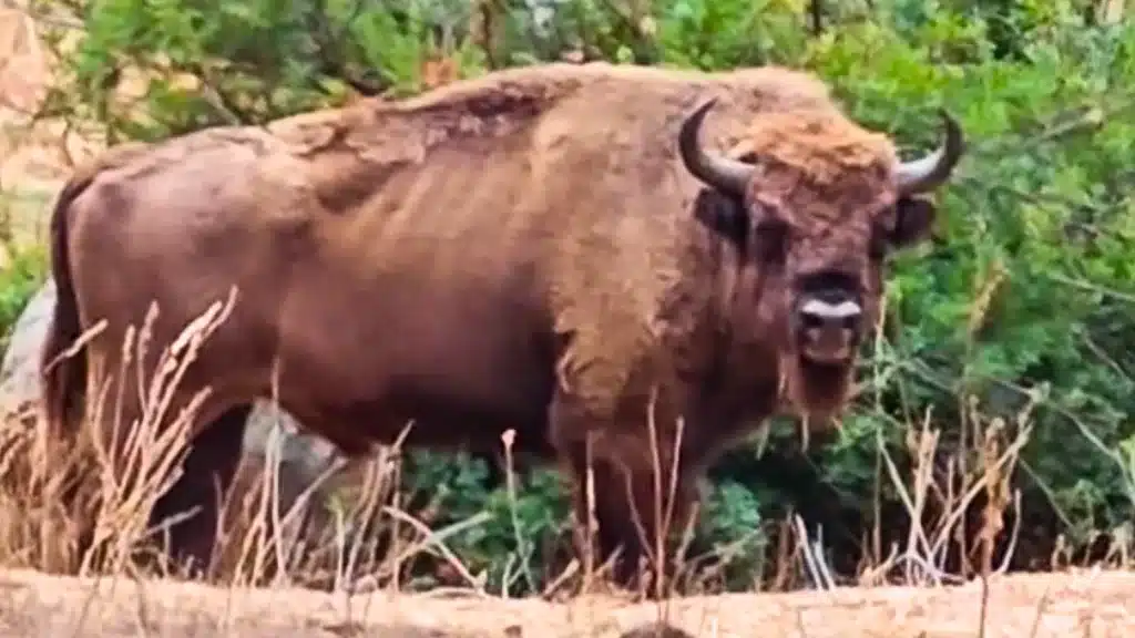 Un cazador español se encuentra frente a frente con un bisonte