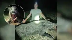 Cazan en Valencia un jabalí de 130 kilos